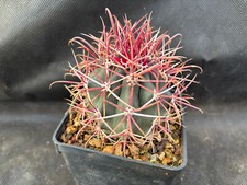 Ferocactus viscainensis vivaio usato  Massafra