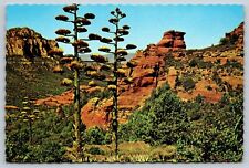Postcard arizona agave for sale  Newtown