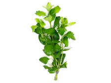 Wisteria hygrophila difformis for sale  Terrell