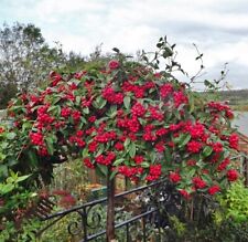 Cotoneaster cornubia semi for sale  KING'S LYNN