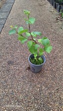 Silver birch. 1 for sale  BARNSLEY