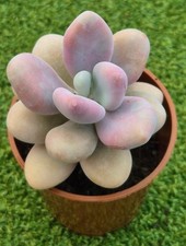 Graptopetalum amethystinum 6 for sale  UK