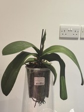 Rare phalaenopsis orchid for sale  LONDON