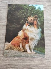 Sheltie alte hundepostkarte gebraucht kaufen  Borna