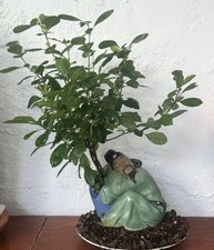 Bonsai tree japanese for sale  LONDON