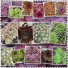Lot sempervivum hens for sale  Rural Hall