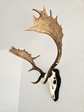 Damhirsch hirsch trophäe gebraucht kaufen  Eutin