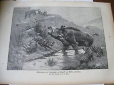 1902 art print for sale  Hewitt