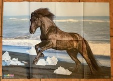Medizini poster islandpferd gebraucht kaufen  Husum