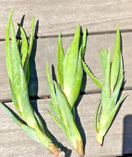 Pups organic aloe for sale  Los Angeles