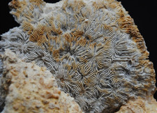 Fossilien korallen seeigel gebraucht kaufen  Heidenheim an der Brenz