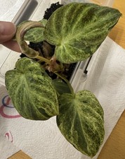 Philodendron verrucosum varieg gebraucht kaufen  Homberg