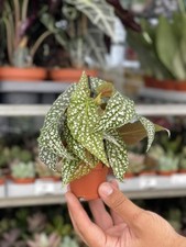 Pianta begonia leaf usato  Terlizzi