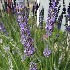 Lavender phenomenal 3.5 for sale  Sequim