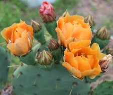 Opuntia pyrocarpa new for sale  El Reno