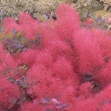 Cotinus ruby glow for sale  UK