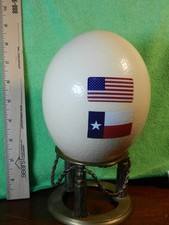 Real ostrich egg for sale  San Antonio