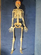 35in. full skeleton for sale  TAUNTON