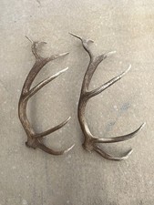 Elk antlers sheds for sale  Alvin