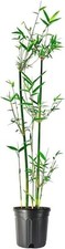 Bamboo fernleaf bambusa for sale  USA