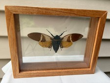 Preserved taxidermy asian for sale  Alto