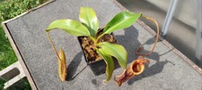 Nepenthes mira lowii gebraucht kaufen  Erfurt