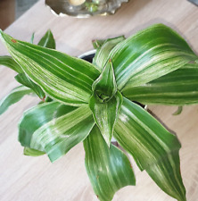 Tradescantia callisia fragrans gebraucht kaufen  Nürnberg