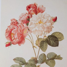 Redouté rosa damascena for sale  Sahuarita