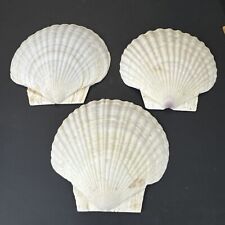 Scallop shell serving for sale  Selmer