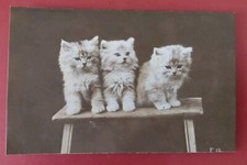 Vintage cat postcard for sale  POTTERS BAR