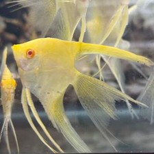 Albino gold veiltail for sale  Shipping to United Kingdom