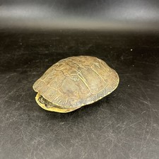 Small genuine turtle for sale  Mishawaka