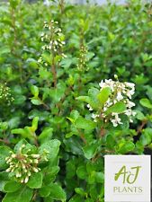 Escallonia iveyi 60cm for sale  HEREFORD