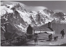 Berger alpes d'occasion  Berlaimont