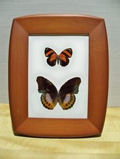 Mounted butterfly display for sale  Jacksonville