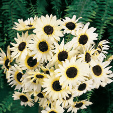 Sunflower italian white for sale  Sevierville