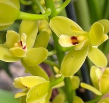 Cymbidium madidum leroyii for sale  New Orleans