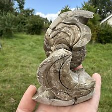 Fossil nautilus boujdour for sale  AXMINSTER