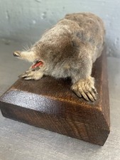 Taupe taxidermie curiosité d'occasion  Saint-Just-Saint-Rambert