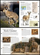 Klipspringer 263 mammals for sale  SLEAFORD