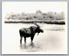 Haynes photo bull for sale  Las Vegas