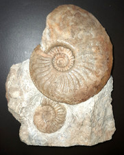 fossilien ammonit stufe gebraucht kaufen fossilien ammonit stufe gebraucht kaufen Dunningen