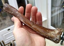 Fossil seal tibia for sale  BURGESS HILL