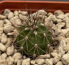 Echinocereus canyonensis sp. usato  Trivignano Udinese