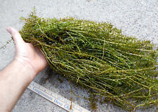 100 stems elodea for sale  Ashland