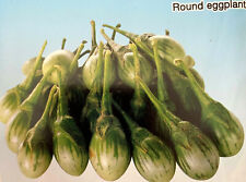 Semi round eggplant usato  Italia