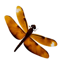 Fulvous forest skimmer d'occasion  Expédié en Belgium