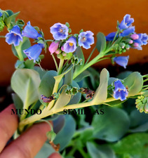 Hierba comestible con sabor a Ostra  - Mertensia maritima  - 20 semillas  comprar usado  Enviando para Brazil