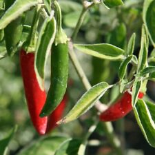 100 serrano pepper for sale  Upland