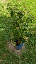 Surinamkirsche pitanga eugenia gebraucht kaufen  Bad Rappenau